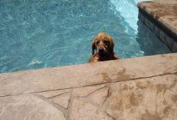 Like this Pool? <br>Call us and Refer to ID: 55